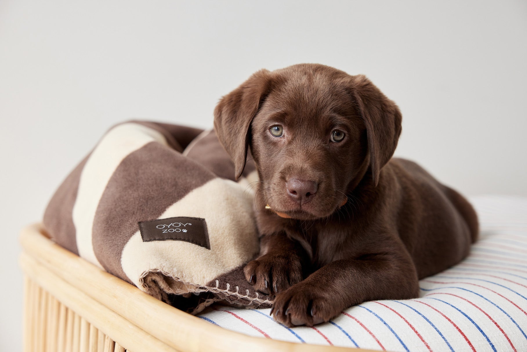 Oyoy Zoo Kaya Dog -huopa - iso