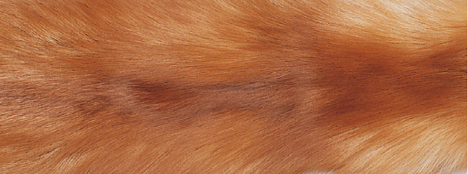 Matto Fox | Takaosa kashmiria |  70x230 cm