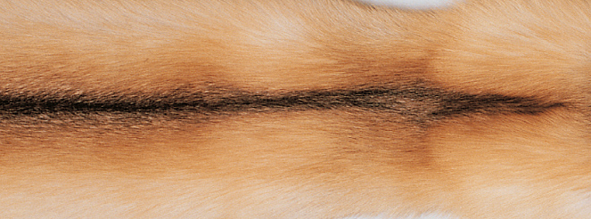 Plaid | Kashmir, kettu | 130x200 cm