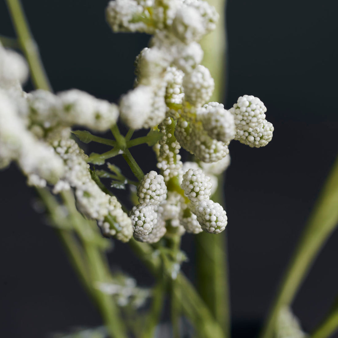 Talo -lääkäri - Kukka, Gypsophila, valkoinen - L: 75 cm