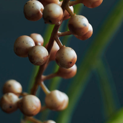 Talo -lääkäri - kukka, buckthorn, oranssi - l: 95 cm