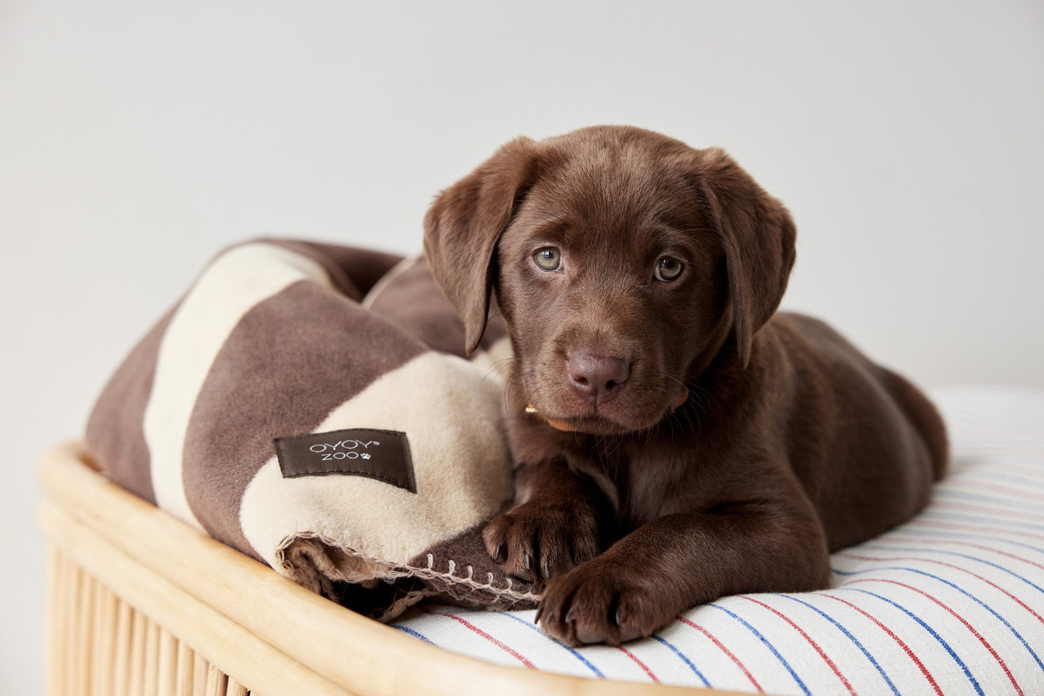 Oyoy Zoo Kaya Dog -huopa - Medium