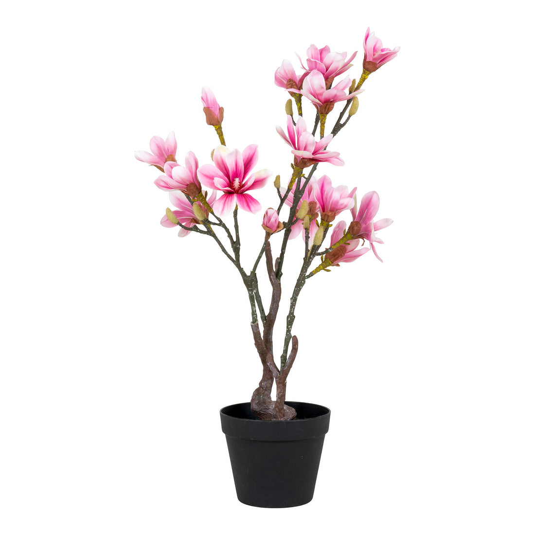 Pohjoismainen magnoliat